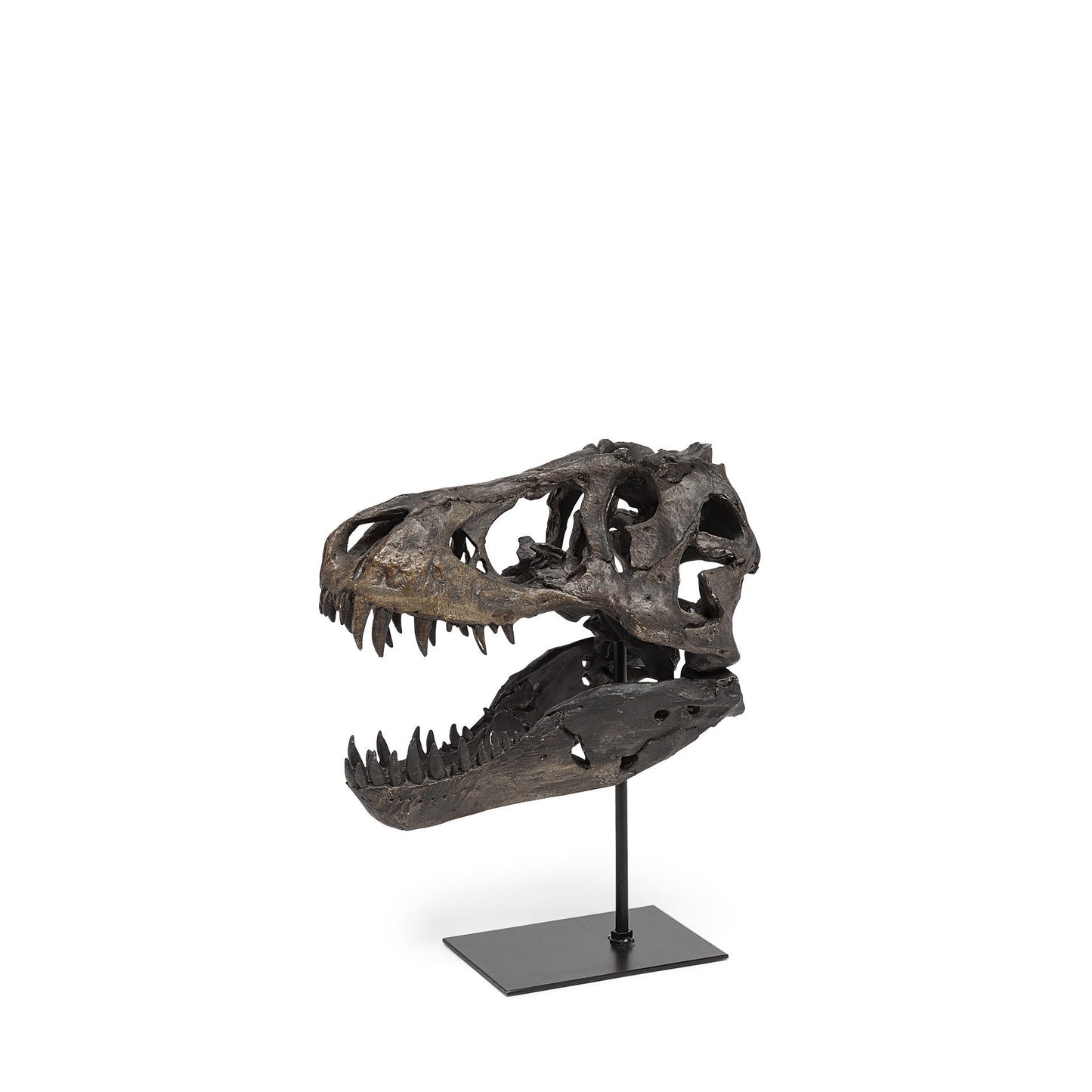 Pieza decorativa de resina marrón con forma de calavera de tiranosaurio rex