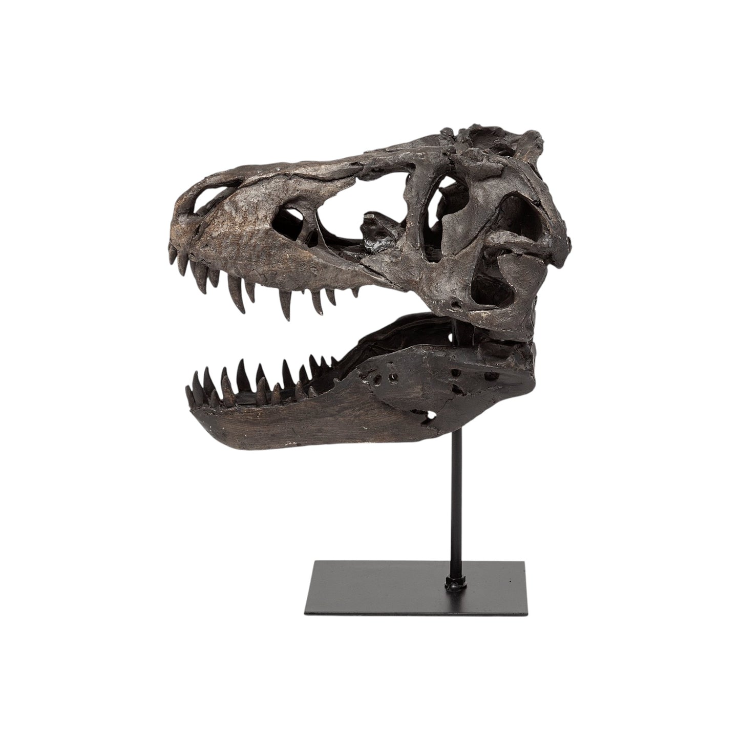 Pieza decorativa de resina marrón con forma de calavera de tiranosaurio rex